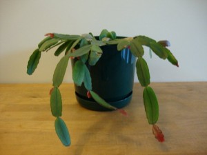 Christmas Cactus