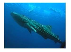 Whale Shark