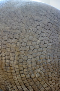 Glyptotherium Texanum up close